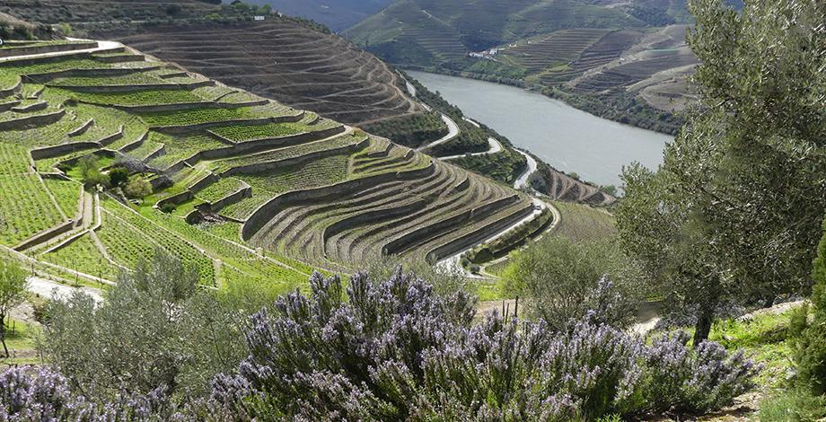 Voyage d'études dans la Vallée du Douro, Portugal (2017)