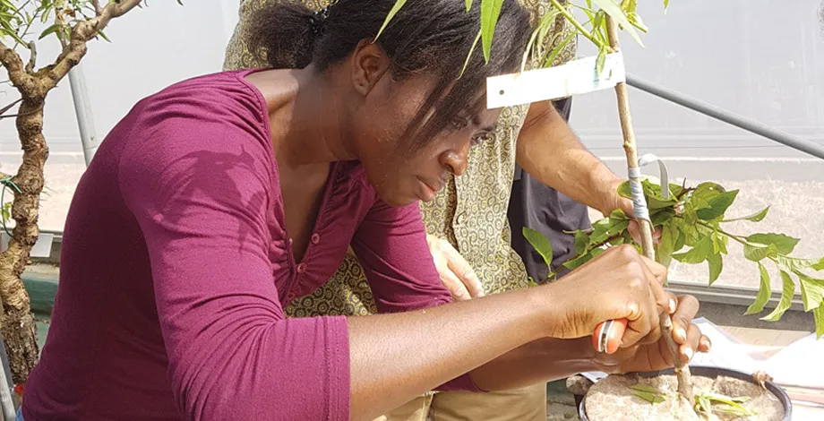 Atelier de greffage à l’Inra d’Avignon suivi par les étudiant·es en master 2 du parcours Sélection et évolution des plantes méditerranéennes et tropicales