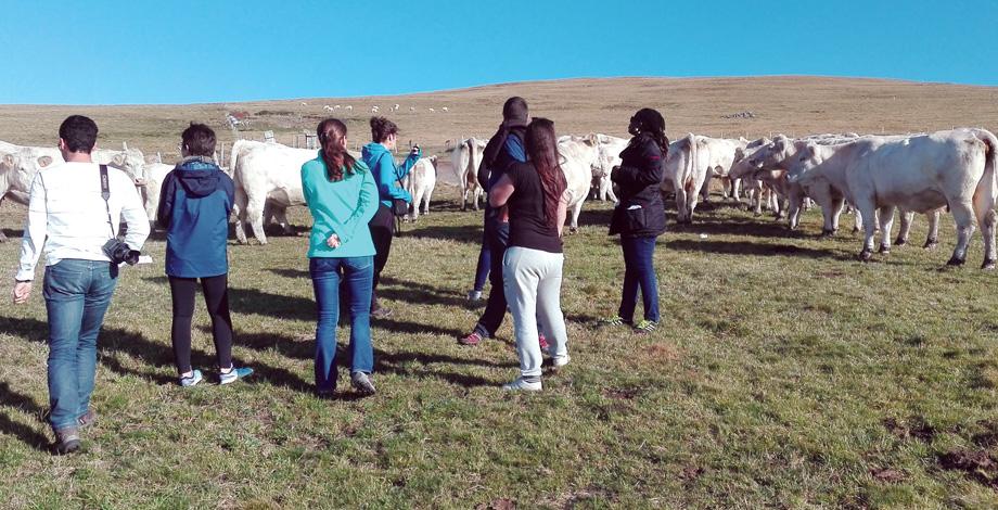 Les étudiant·es en parcours et option Systèmes d’élevage au contact d’un troupeau de bovins allaitant en Auvergne