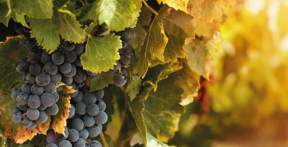Wine Marketing - Research Symposium