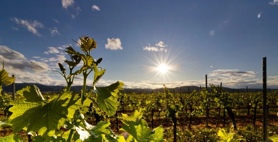 Rangs de vigne sous le soleil - Appel à projets 2026 de la Chaire Vigne et Vin à l'Institut Agro Montpellier