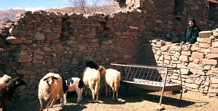 Petit élevage ruminant, stage collectif, Aït Bouguemez (Maroc) - 2023