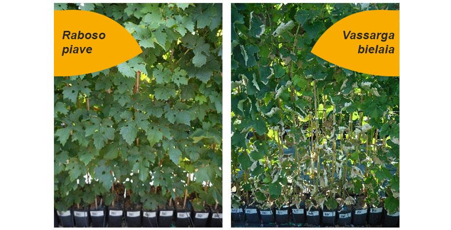 Comparaison des symptômes de brûlure des feuilles après la vague de chaleur du 28 juin 2019 sur deux cultivars. A gauche : aucun symptôme (cépage résistant). A droite : fort symptôme (cépage sensible).