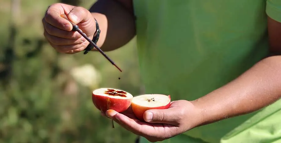 Mesures de qualité d'un fruit - © Star Group