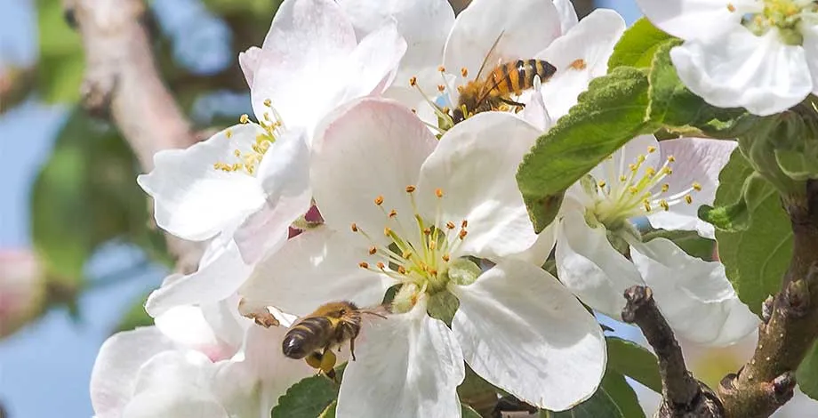 Abeilles butinant les fleurs d’un arbre fruitier - © Association Nationale Pommes Poires