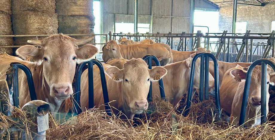 Les copines curieuses - Abdoul Razack-Hima