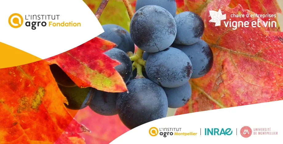 Prix Doctoral 2026 de la Chaire d’entreprises Vigne & Vin 