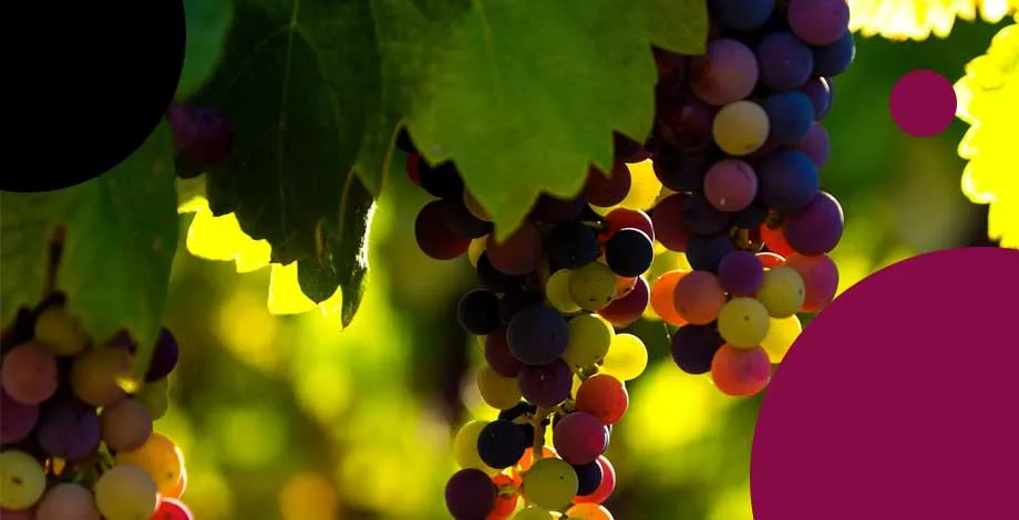 Grappes de raisins colorés