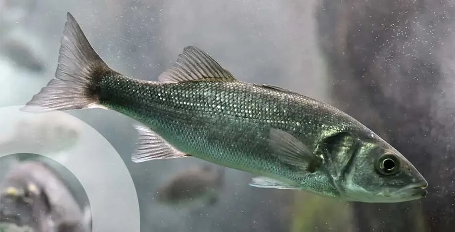 Dicentrarchus labrax, formation aquaculture et changement climatique