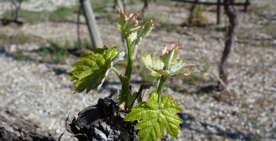Eclosion de la vigne 